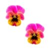 Neva Nude Pasty Flower Pansy Pink