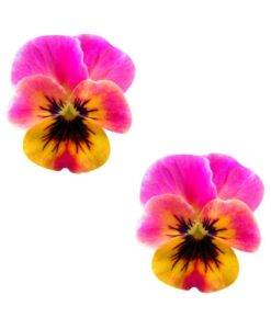 Neva Nude Pasty Flower Pansy Pink